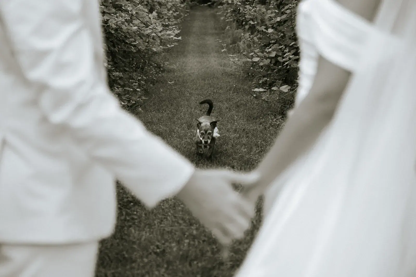 Bride and groom holding hands on a vineyard path, their dog trotting behind