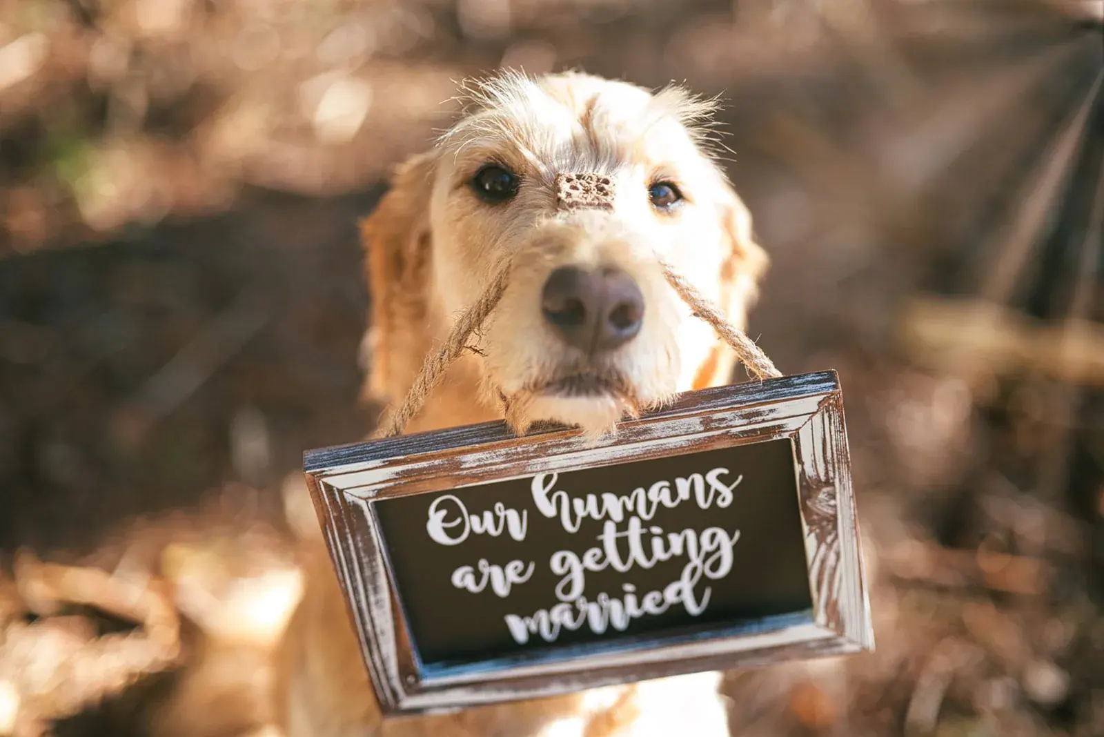 Dog our humans are getting married sign — Chelsea & Jake's engagement session at Aspen Park, Gaylord