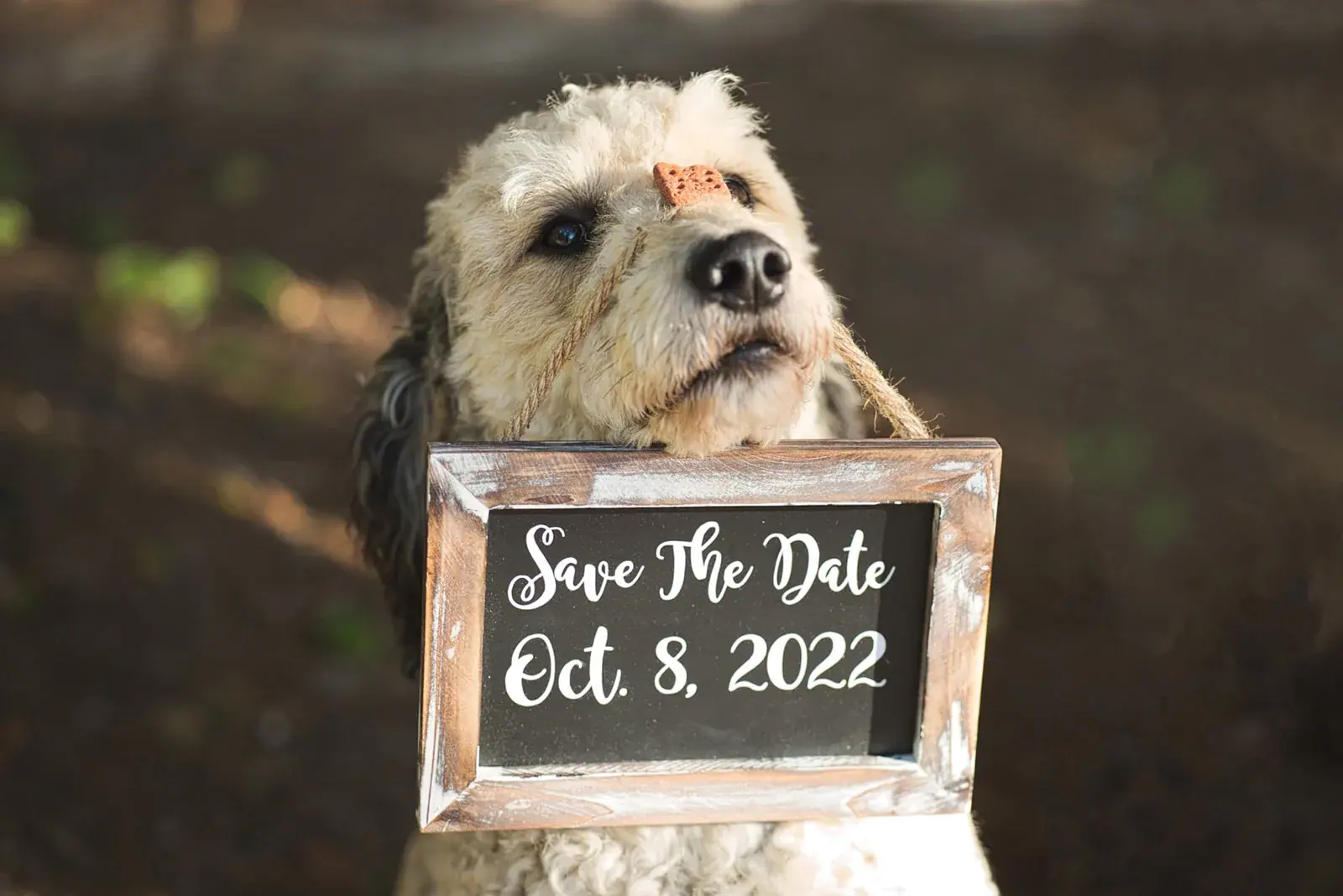 Dog save the date sign — Chelsea & Jake's engagement session at Aspen Park, Gaylord