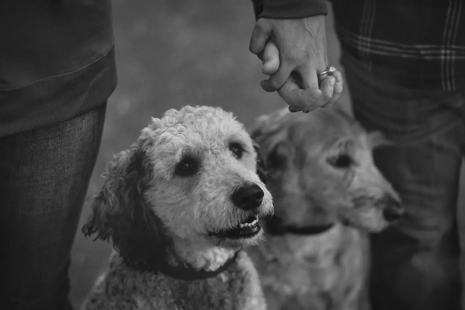 Two dogs in black and white — Chelsea & Jake's engagement session at Aspen Park, Gaylord