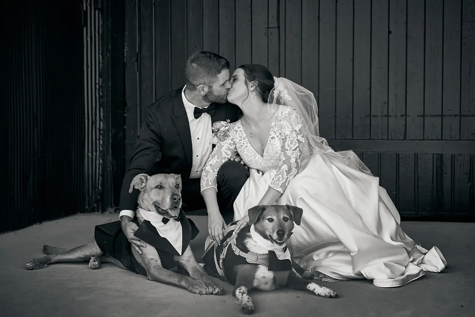 Bride and groom dogs in black and white — Claire & Nick's wedding at Howe Marine, Indian River