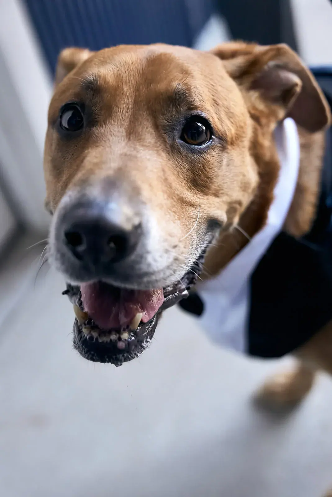 Dog in tuxedo close — Claire & Nick's wedding at Howe Marine, Indian River