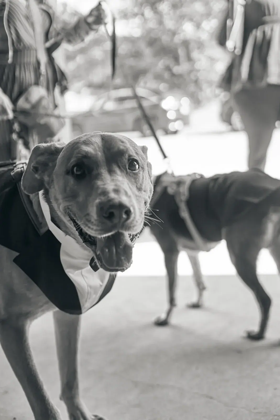 Dogs in tuxedos candid — Claire & Nick's wedding at Howe Marine, Indian River