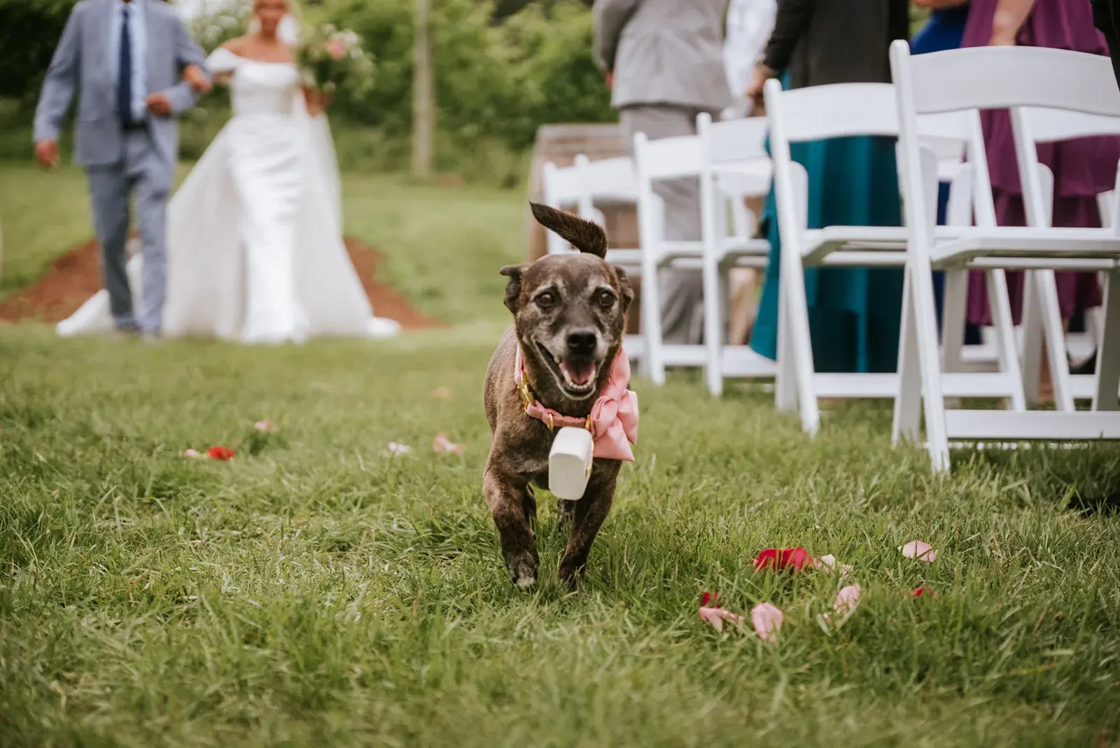 Dog walking down aisle — Heather & Evan's wedding at Black Star Farms
