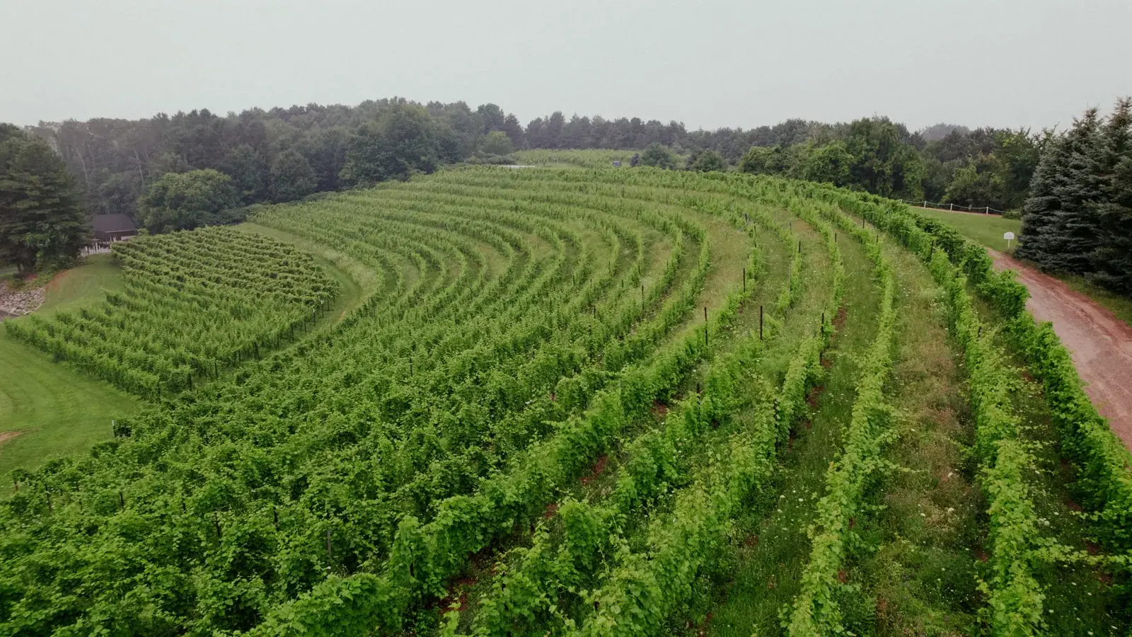 Vineyard rows aerial drone — Heather & Evan's wedding at Black Star Farms