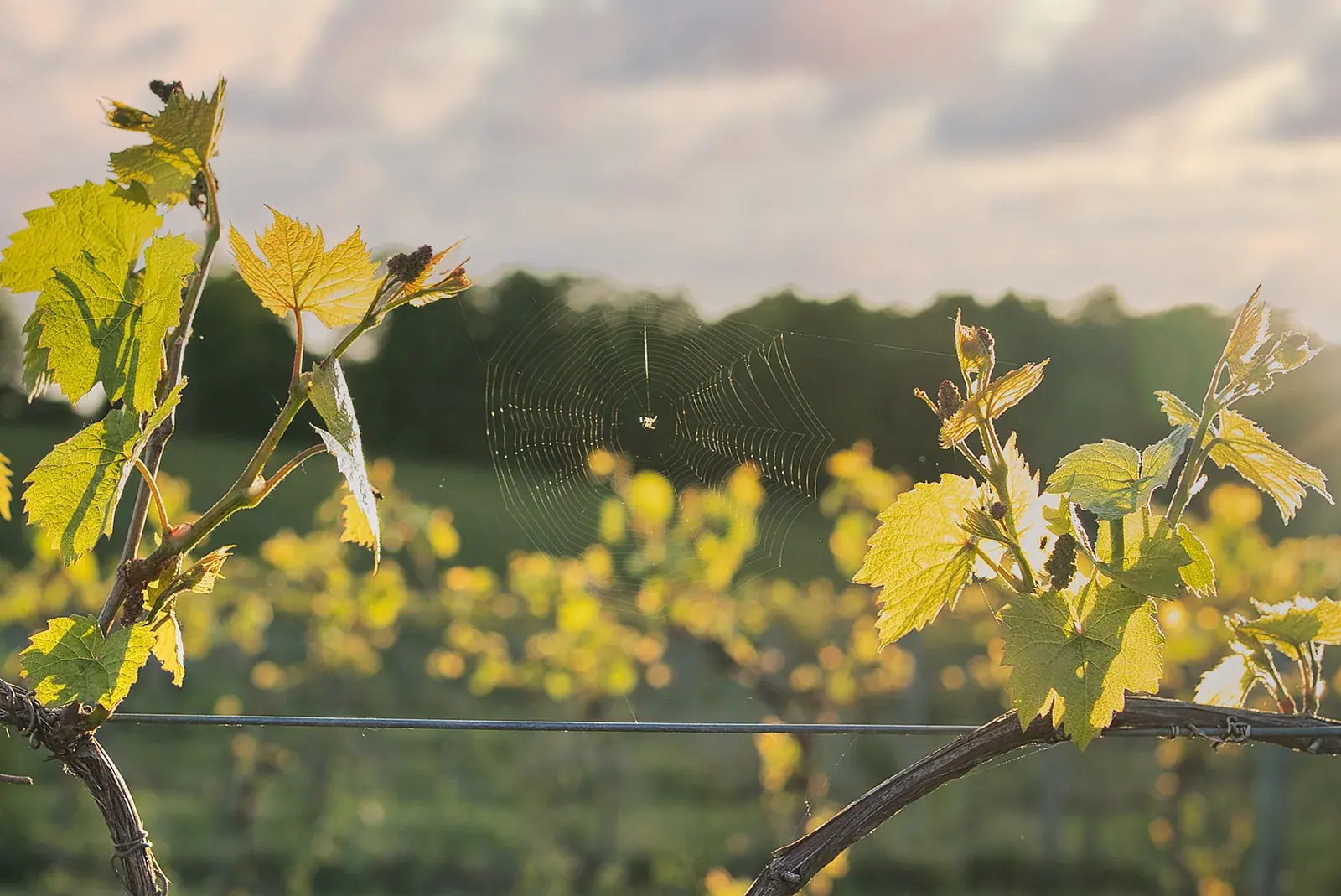 Vineyard grapevines detail — Kayla & Robert's wedding at Mackinaw Trail Winery, Petoskey